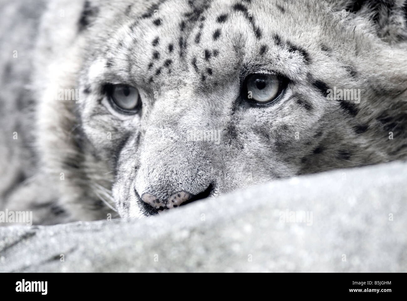 SNOW LEOPARD Panthera uncia Stockfoto