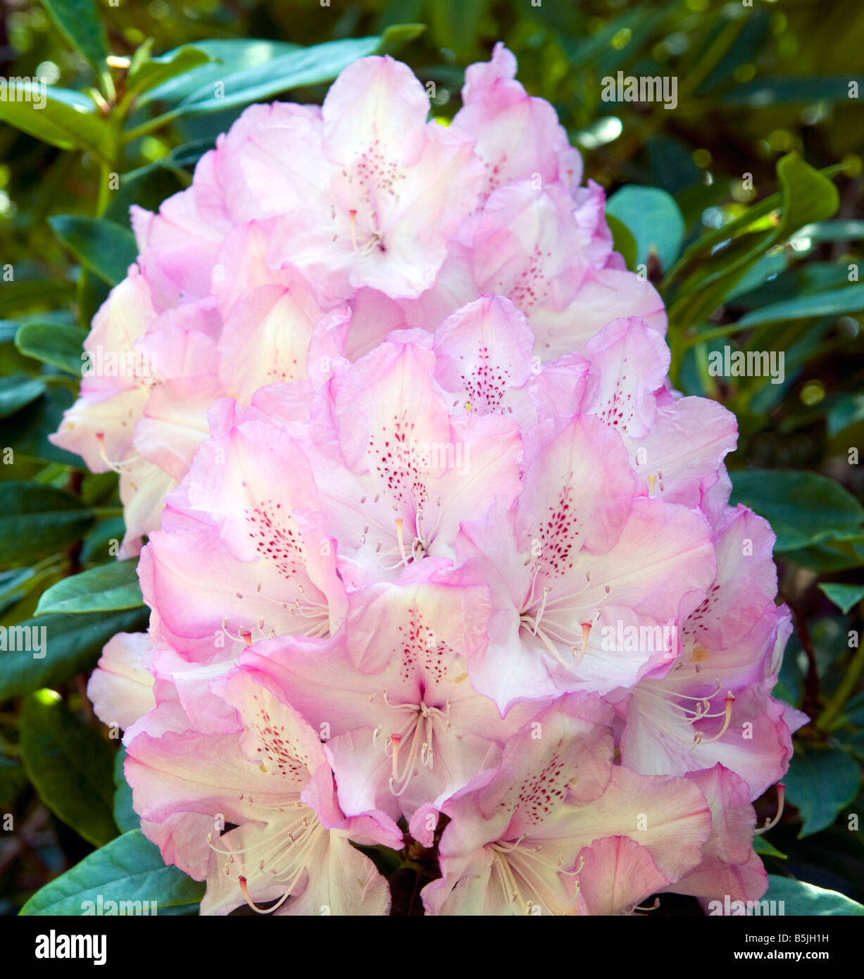 Rhododendron 'Galactinum' Stockfoto