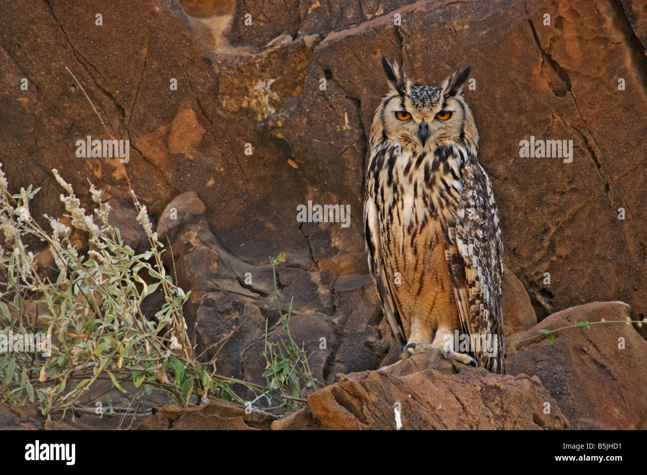 Indische Uhu / Rock Uhu / Bengalen Uhu Bubo Bengalensis eagle Owl Stockfoto
