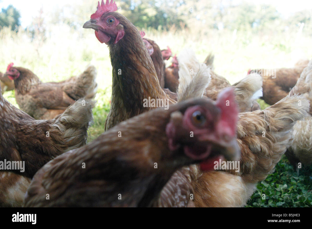 Hühner auf Bio-Bauernhof Stockfoto