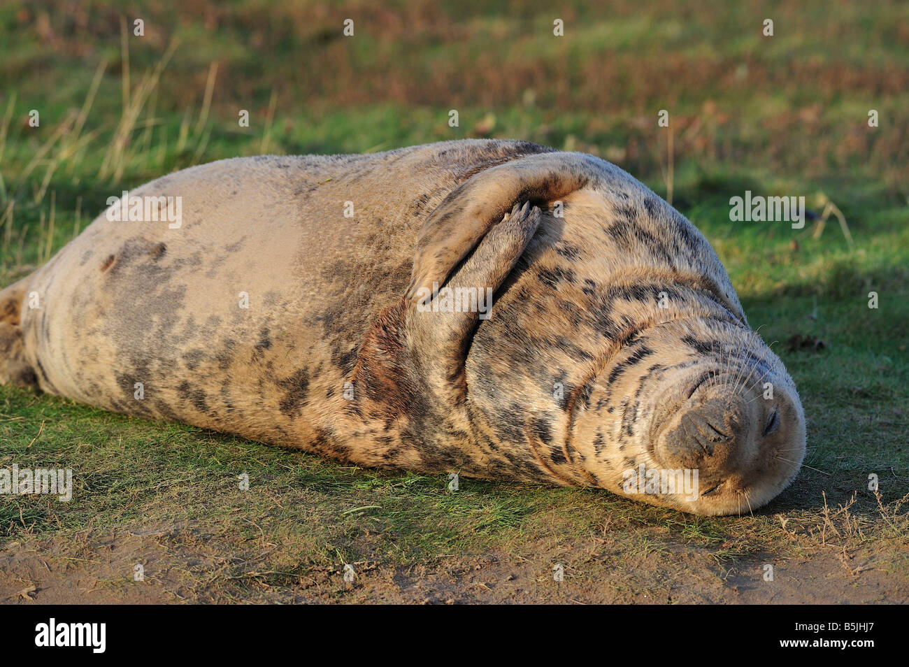 Graue Dichtung Kuh. Stockfoto