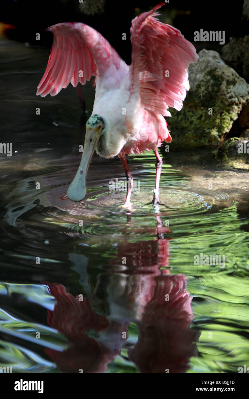 Stock Foto ein rosige Löffler-Angeln Stockfoto
