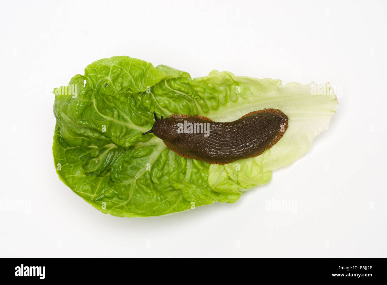 GEMEINSAME schwarze Schnecke braun Form auf Salat Arion ater Stockfoto
