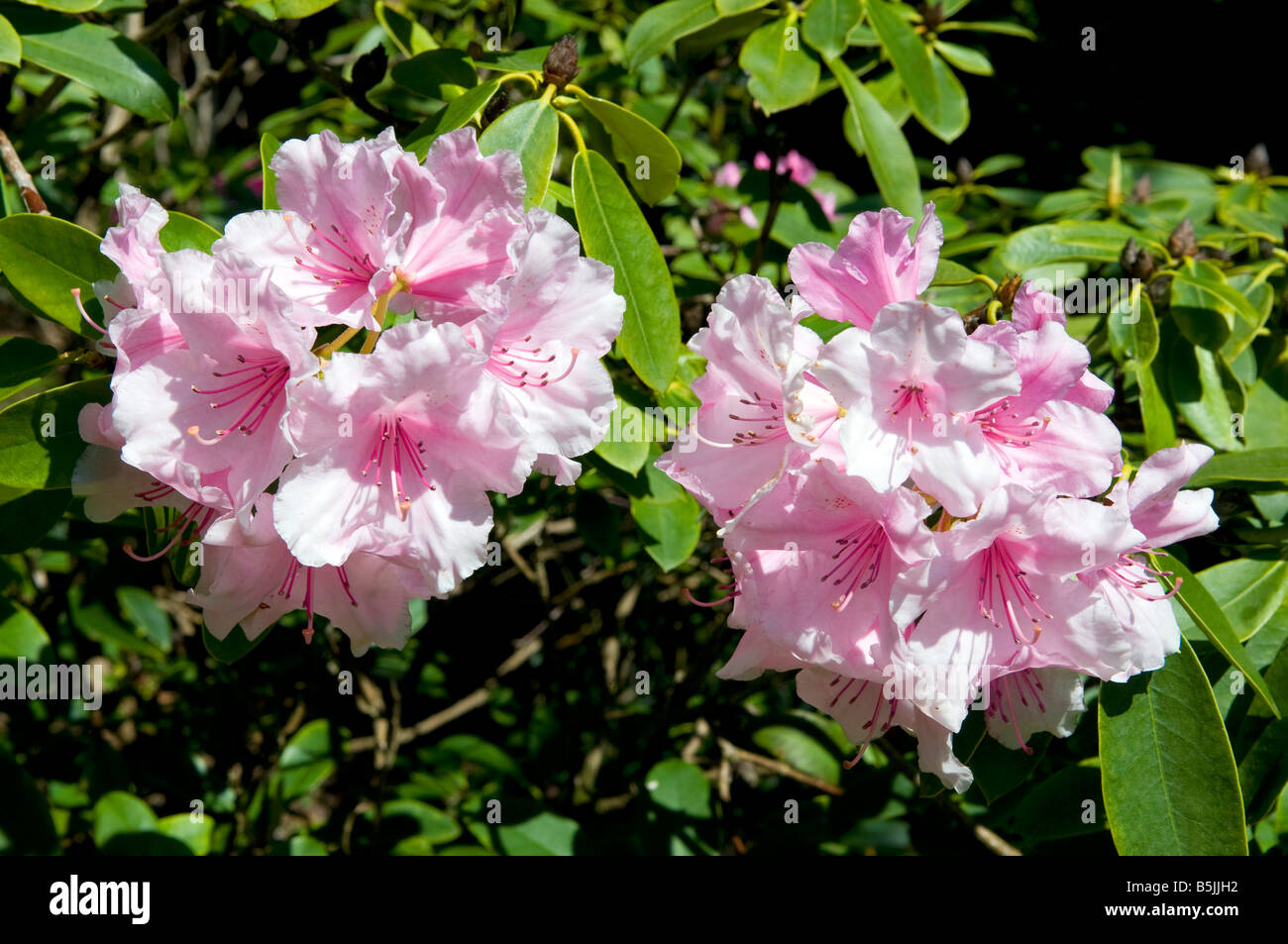 Rhododendron 'Rosa Perle' Stockfoto