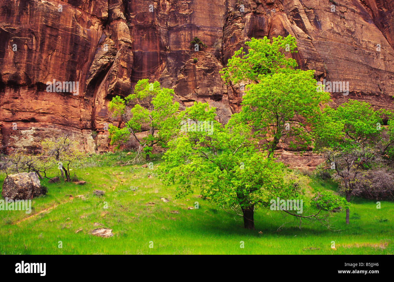 Frühlingsfarben im Zion Canyon, Süd-Utah Stockfoto