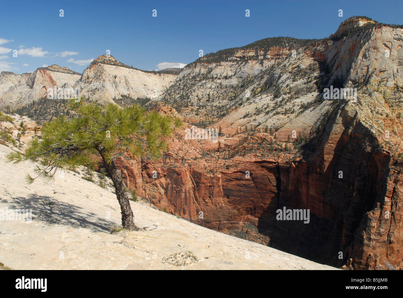 Einsame Kiefer am Rande des Zion Canyon, Southern Utah Stockfoto