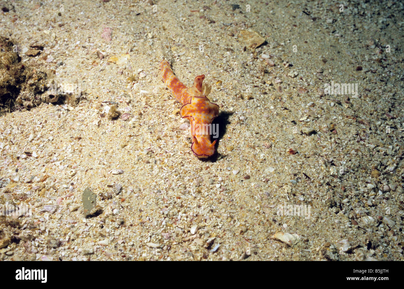 Nacktschnecken. Seeschnecke. Chromodorididae. Ceratosoma Tenue. Nacktschnecken aus der Halbinsel Musandam Oman. Leben im Meer von Oman. Stockfoto