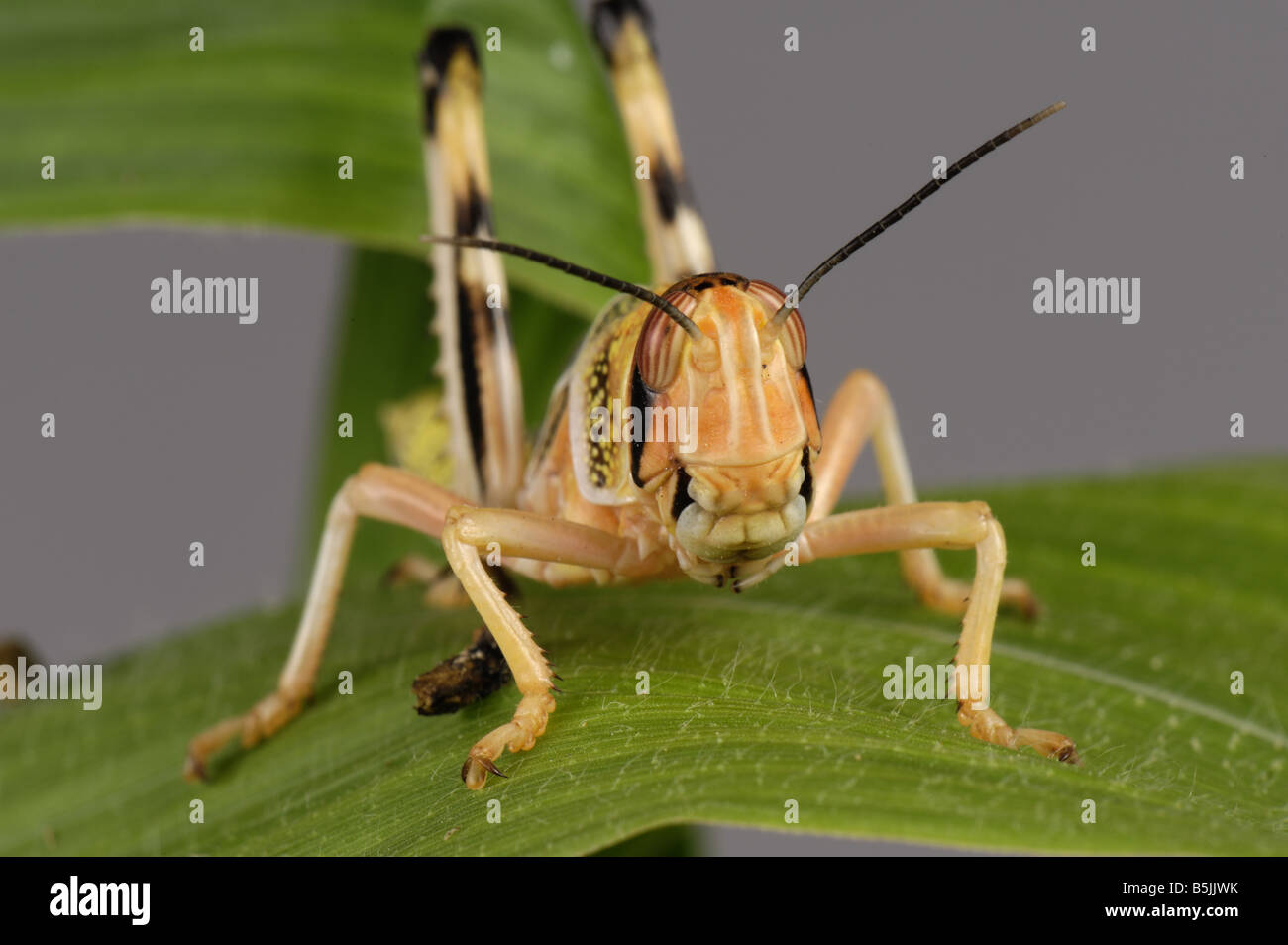 Desert Locust Schistocerca Gregaria Trichter Nymphe Kopf auf auf einem Mais Blatt Stockfoto