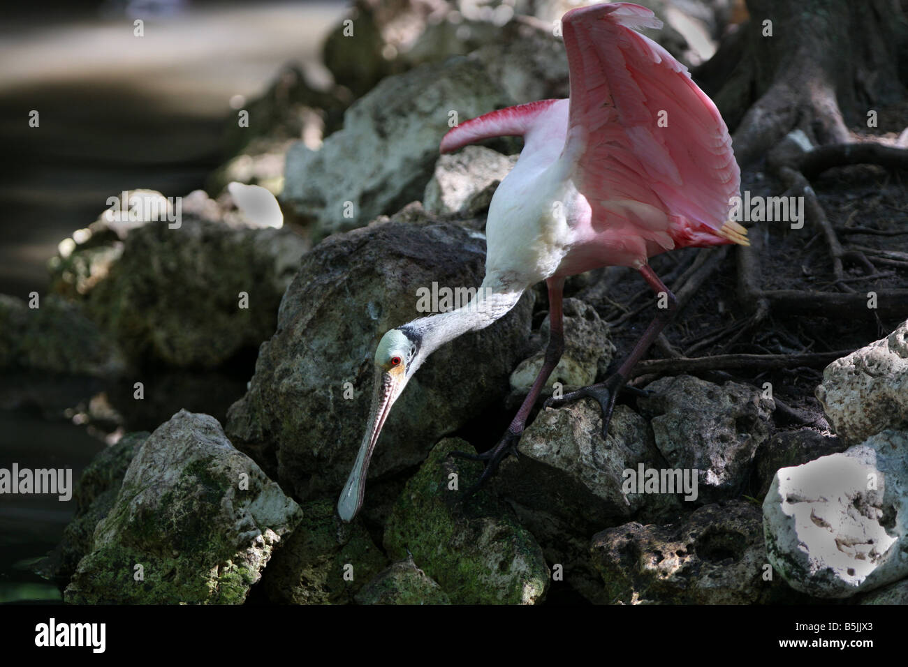 Stock Foto von einem rosige Löffler Felsen hinunter Klettern Stockfoto