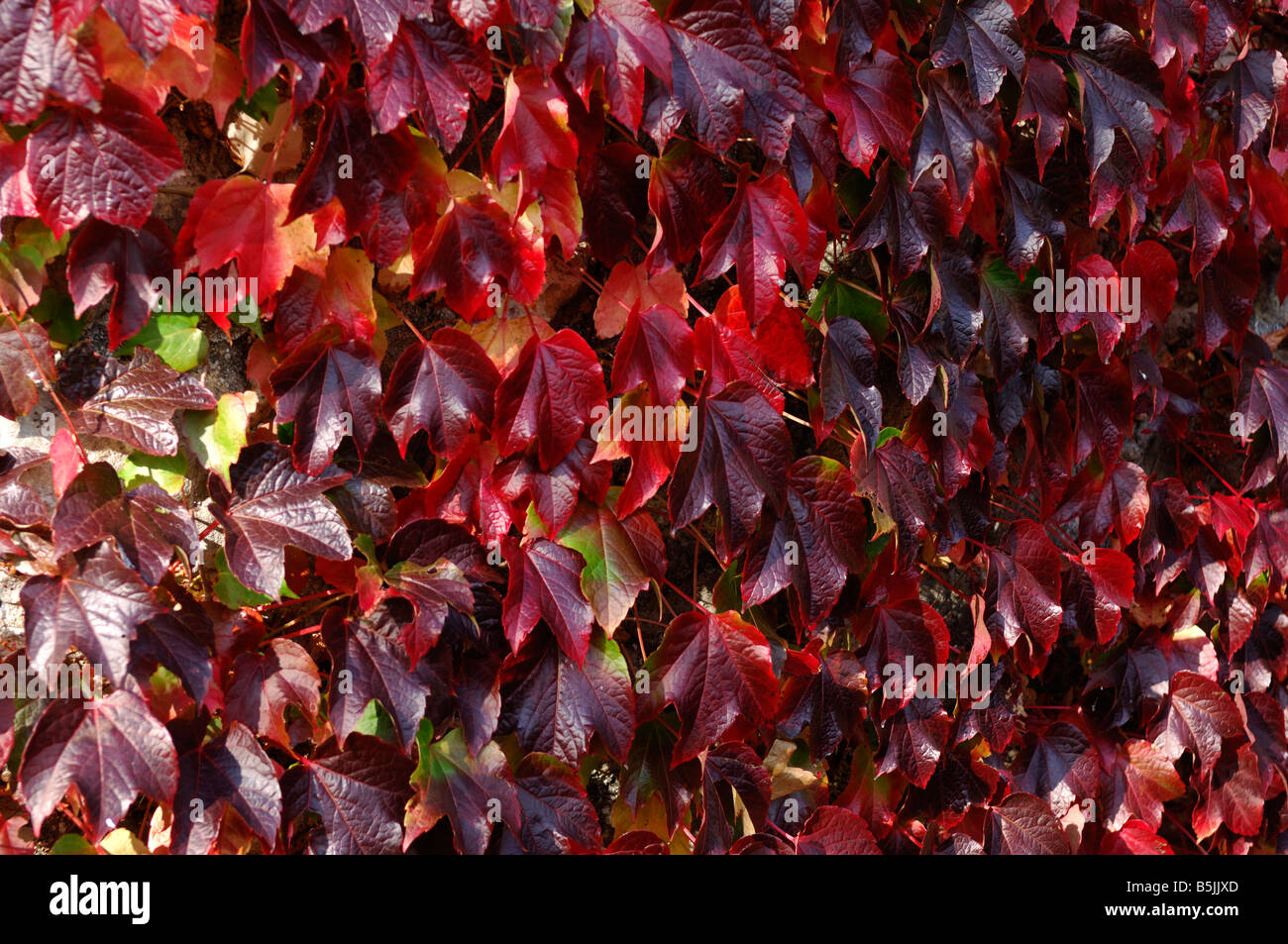 Boston-Efeu Parthenocissus Tricuspidata Laub auf Steinscheune rot im Herbst Stockfoto