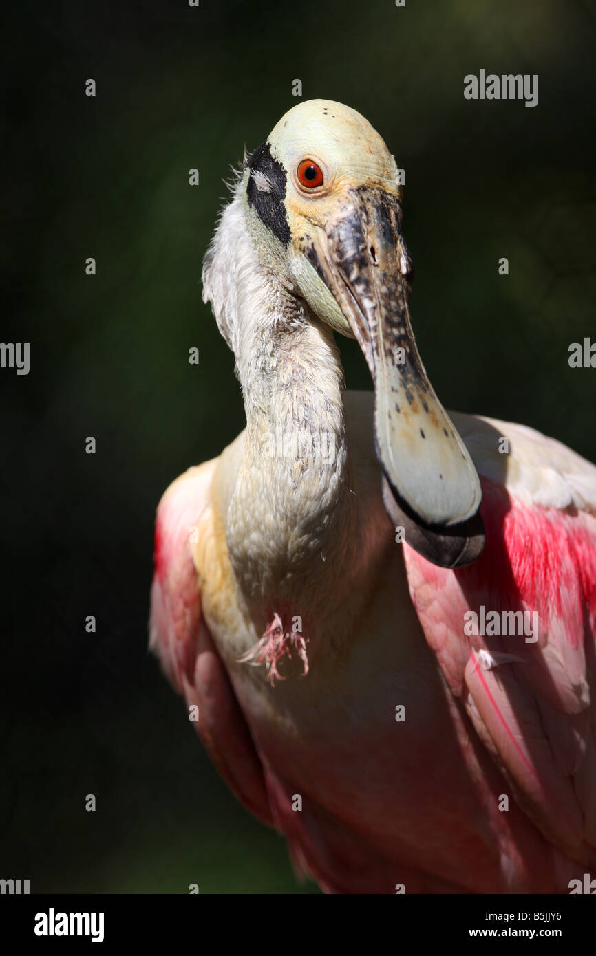 Stock Foto von einem rosige Löffler Stockfoto