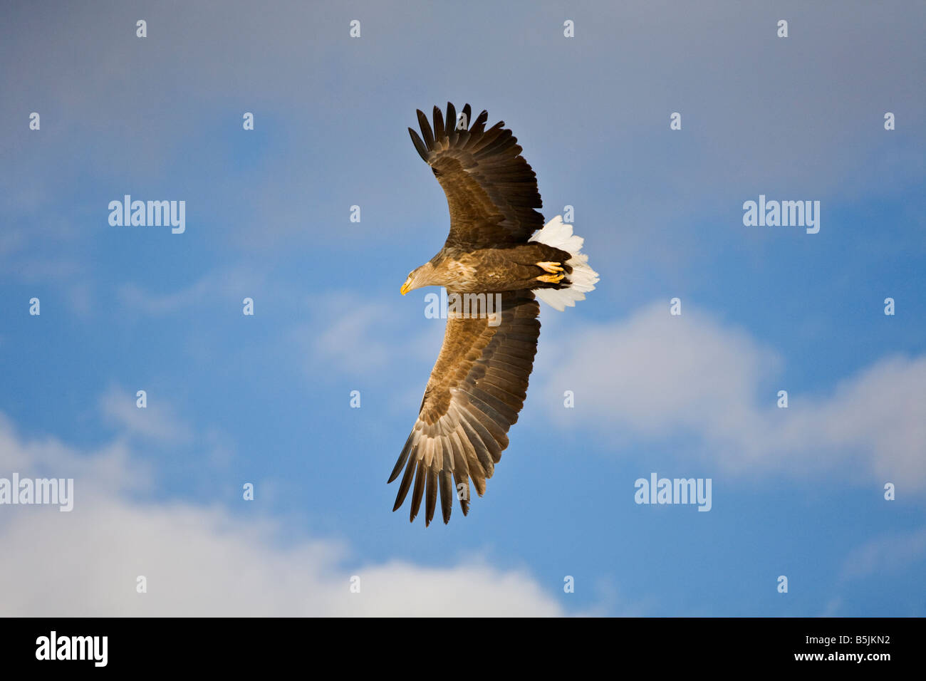 Hokkaido Japan White tailed Seeadler Haliaeetus Horste im Flug in der Nähe von Tsuri Dorf Stockfoto