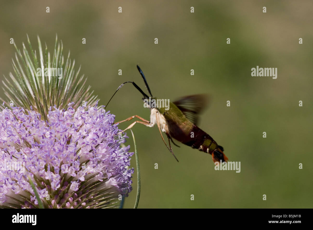Kolibri Clearwing Moth Sphinx Motte Hermaris Thysbe sammeln Nektar von Teasle Blume Gattung Dipsacus D Fullonum Stockfoto