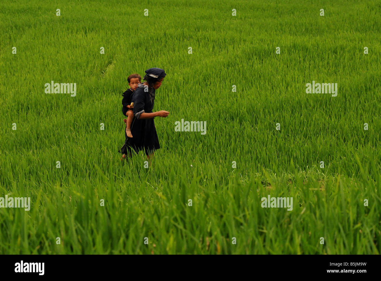Black Hmong Frau arbeitet in Nordvietnam ein Reis-Feld Stockfoto