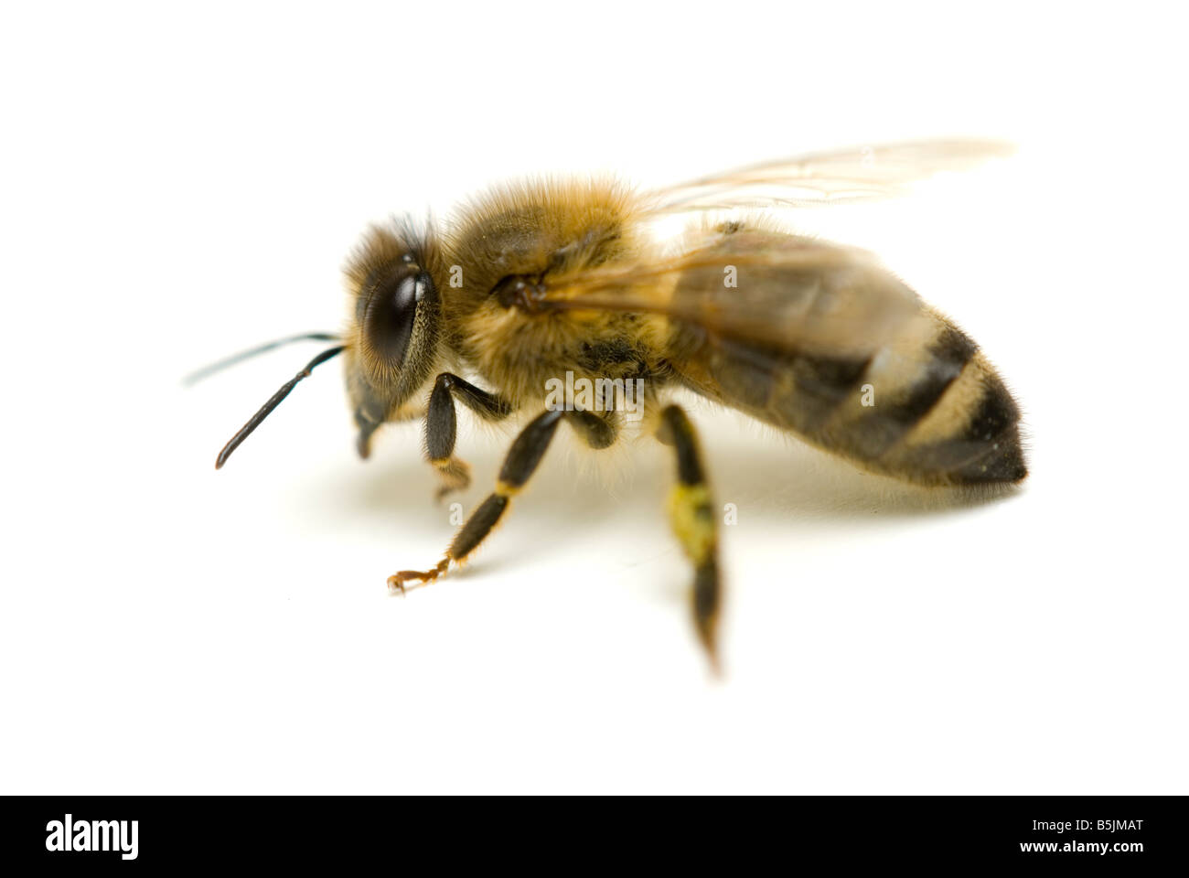 Honigbiene Apis mellifera Stockfoto