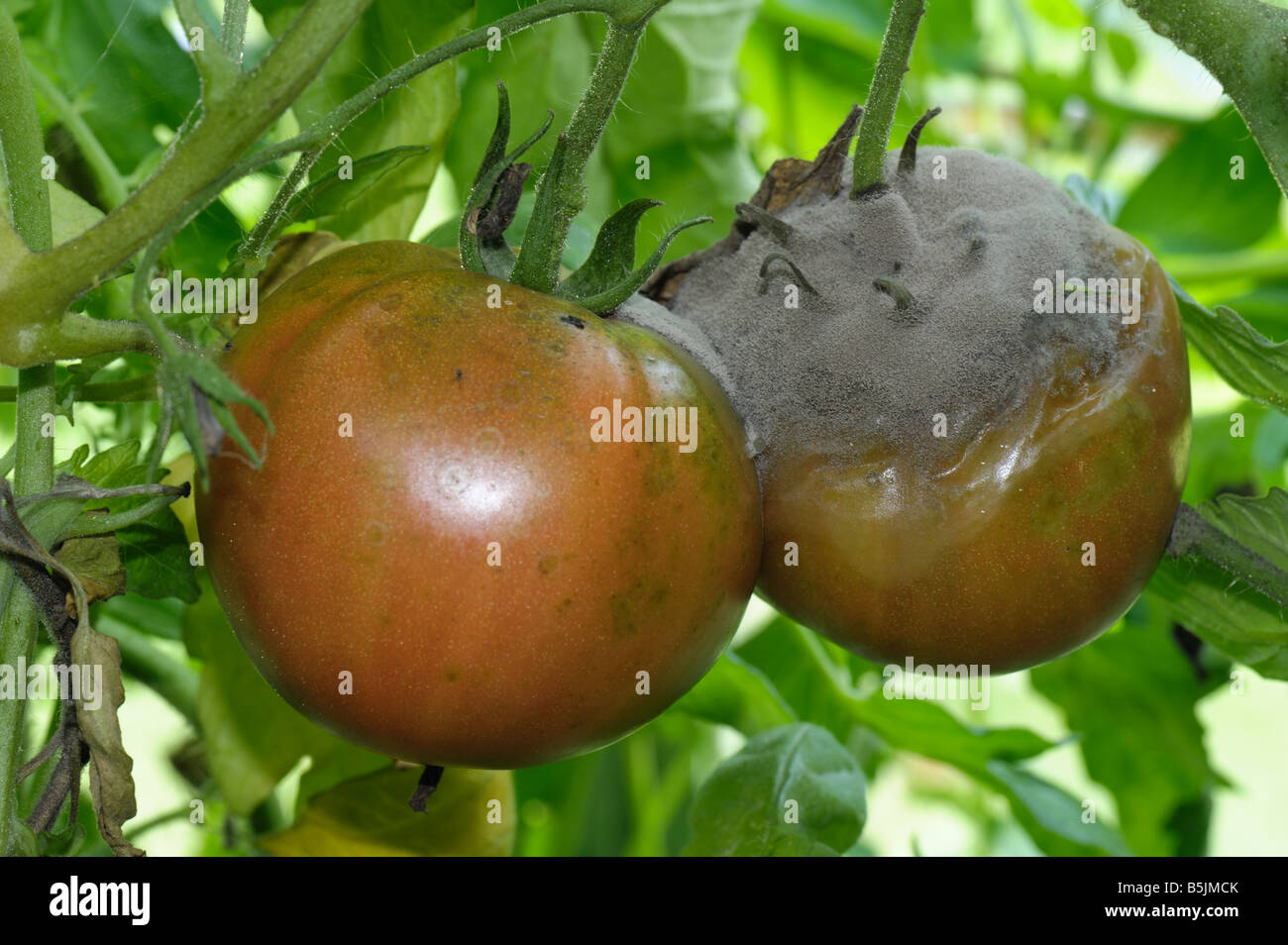 Grauschimmel Botrytis Cinerea Myzel am Gewächshaus Tomatenfrucht Stockfoto