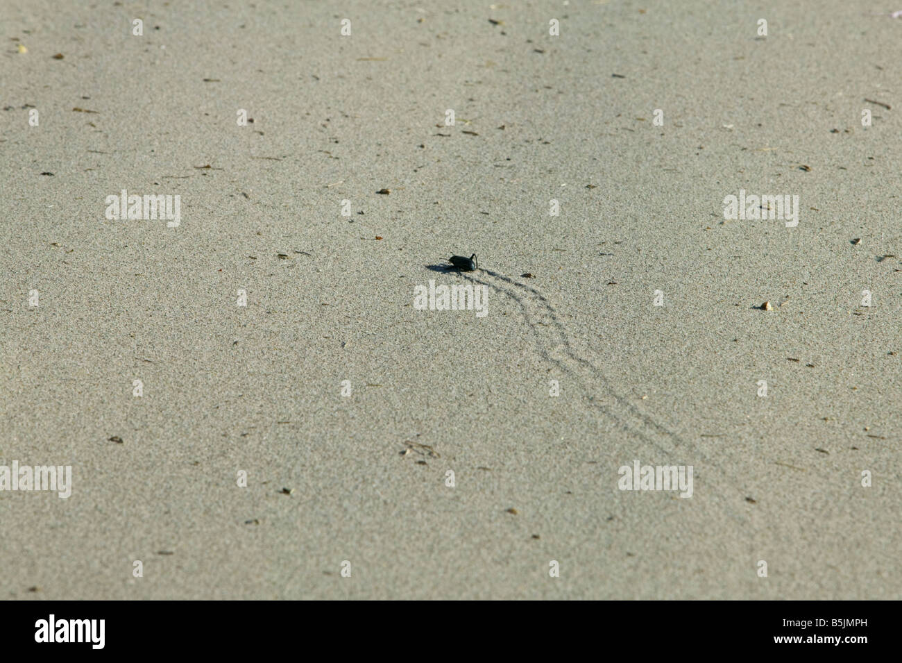 Sanddüne obligat Käfer Stockfoto