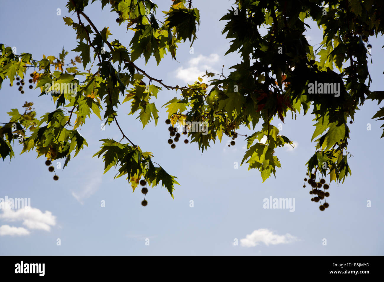 Platane und Samenkapseln vor einem blauen Himmel von London Stockfoto