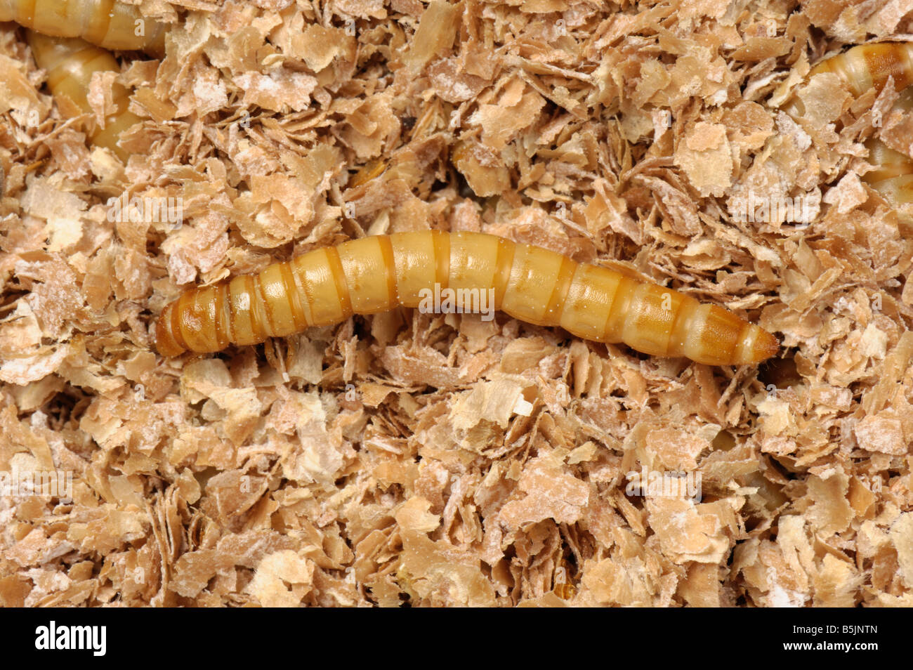 Gelbe Mehlkäfer Mehlkäfer Molitor Käferlarve Stockfoto