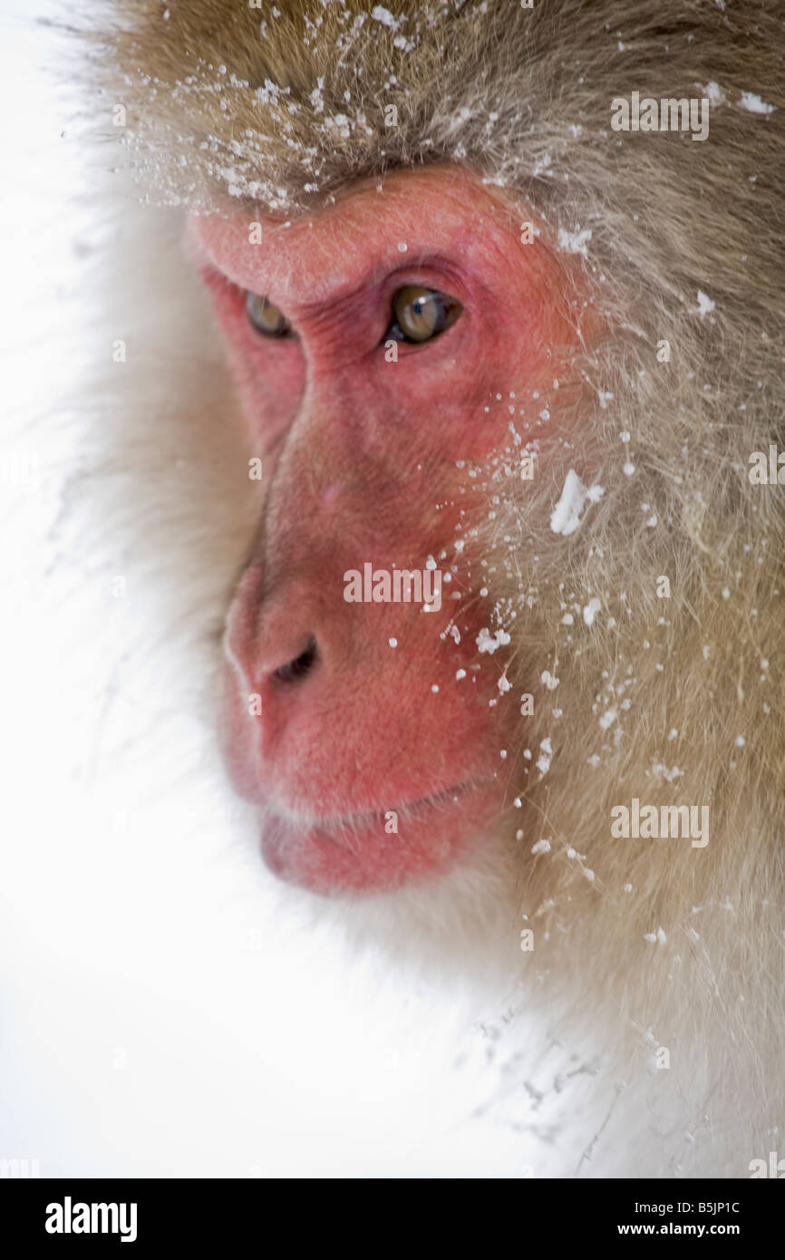Snow Monkey im Affenpark Jigokudani National Nagano Japan Stockfoto