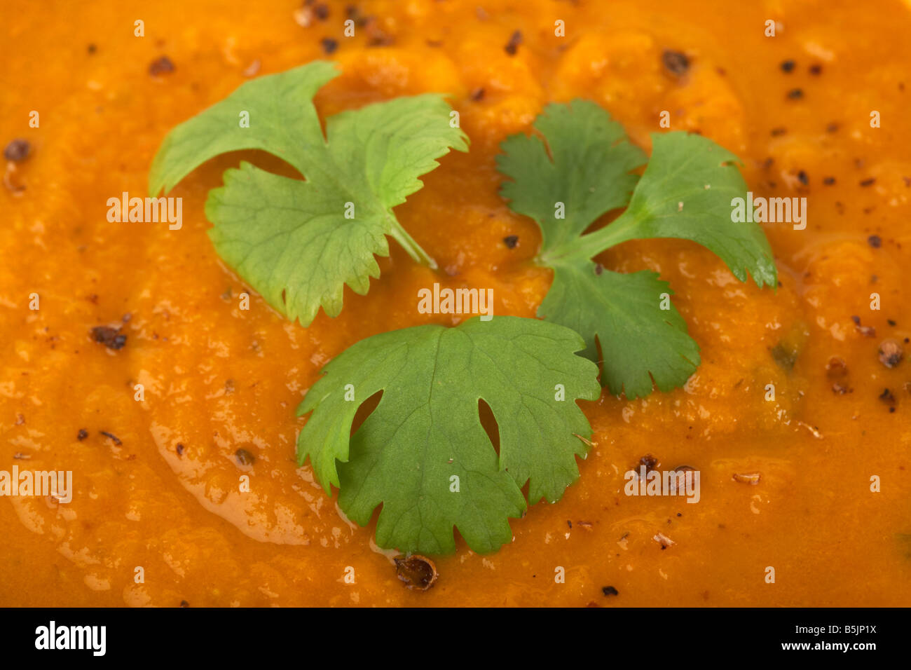 Bio Karotten und Koriander Suppe mit frischem Korianderblätter Stockfoto