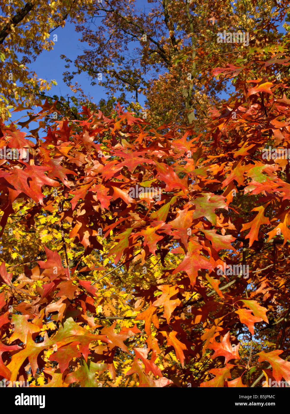 Stift Eiche (quercus palustris) Stockfoto