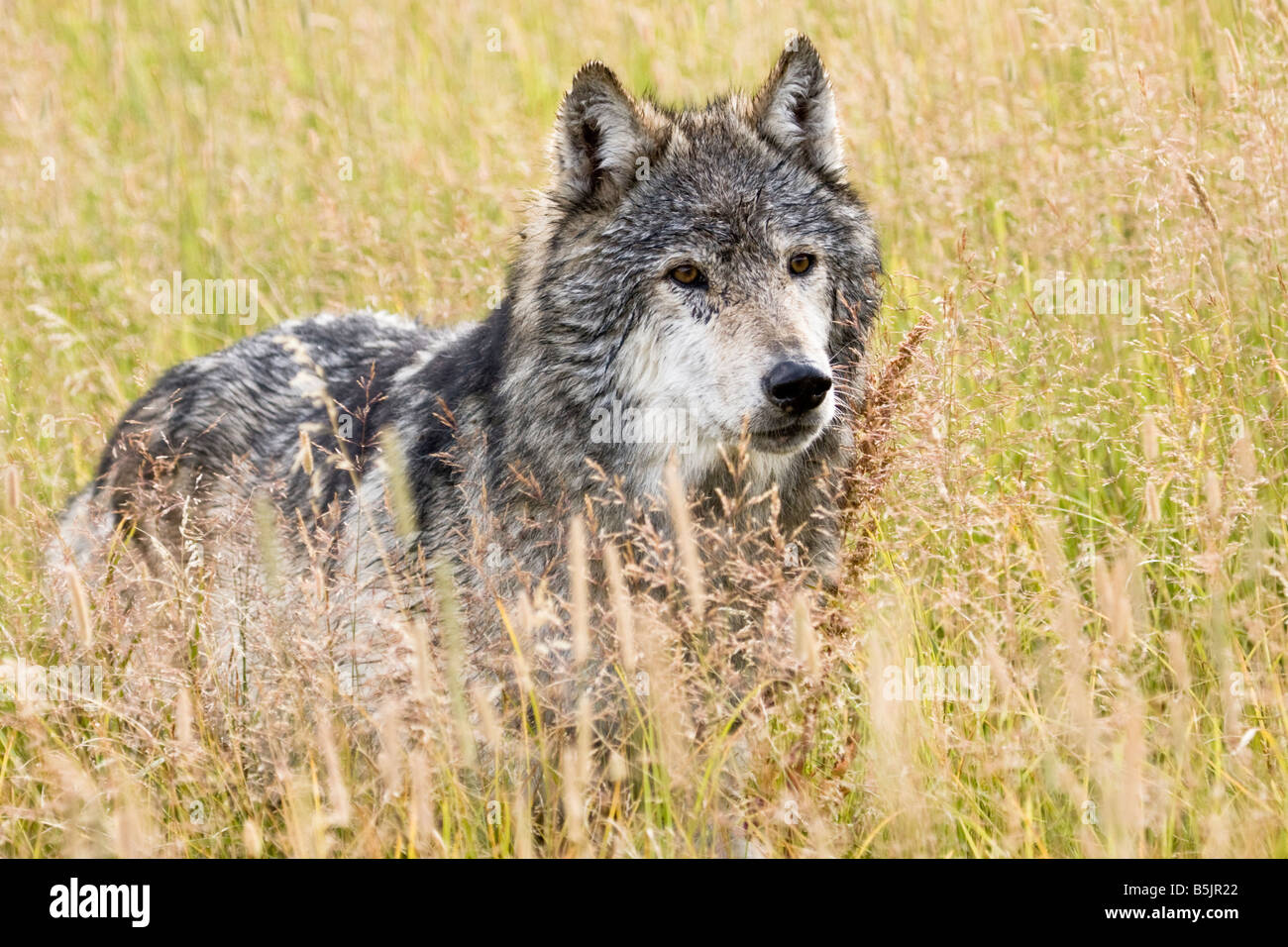 Ein einsamer männlichen alpha Grauwolf steht allein in einem Bereich der hohen Wildgras in Montana Stockfoto