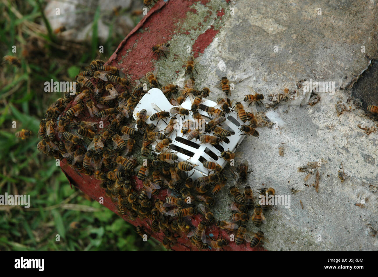 Bienen sammeln sich um die Königin, die in einem Käfig Königin ist. Stockfoto