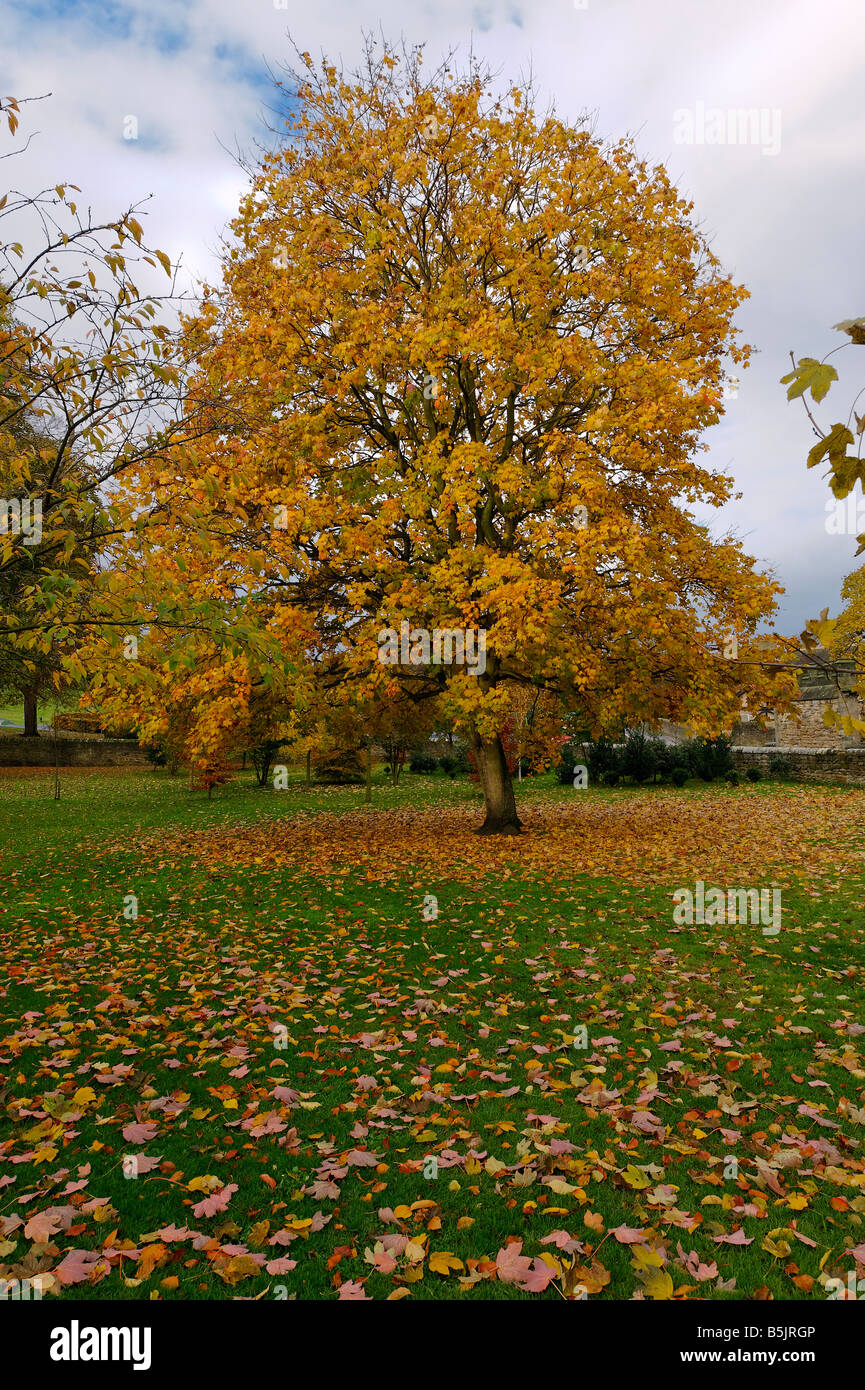 Baum im Herbst Farben Stockfoto