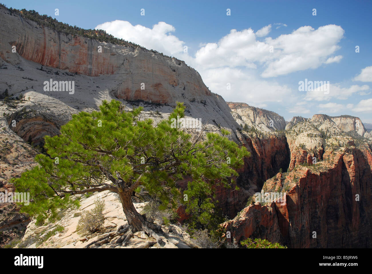 Kiefer auf einem schmalen Grat über Zion Canyon im Süden Utahs, Südwesten der USA Stockfoto