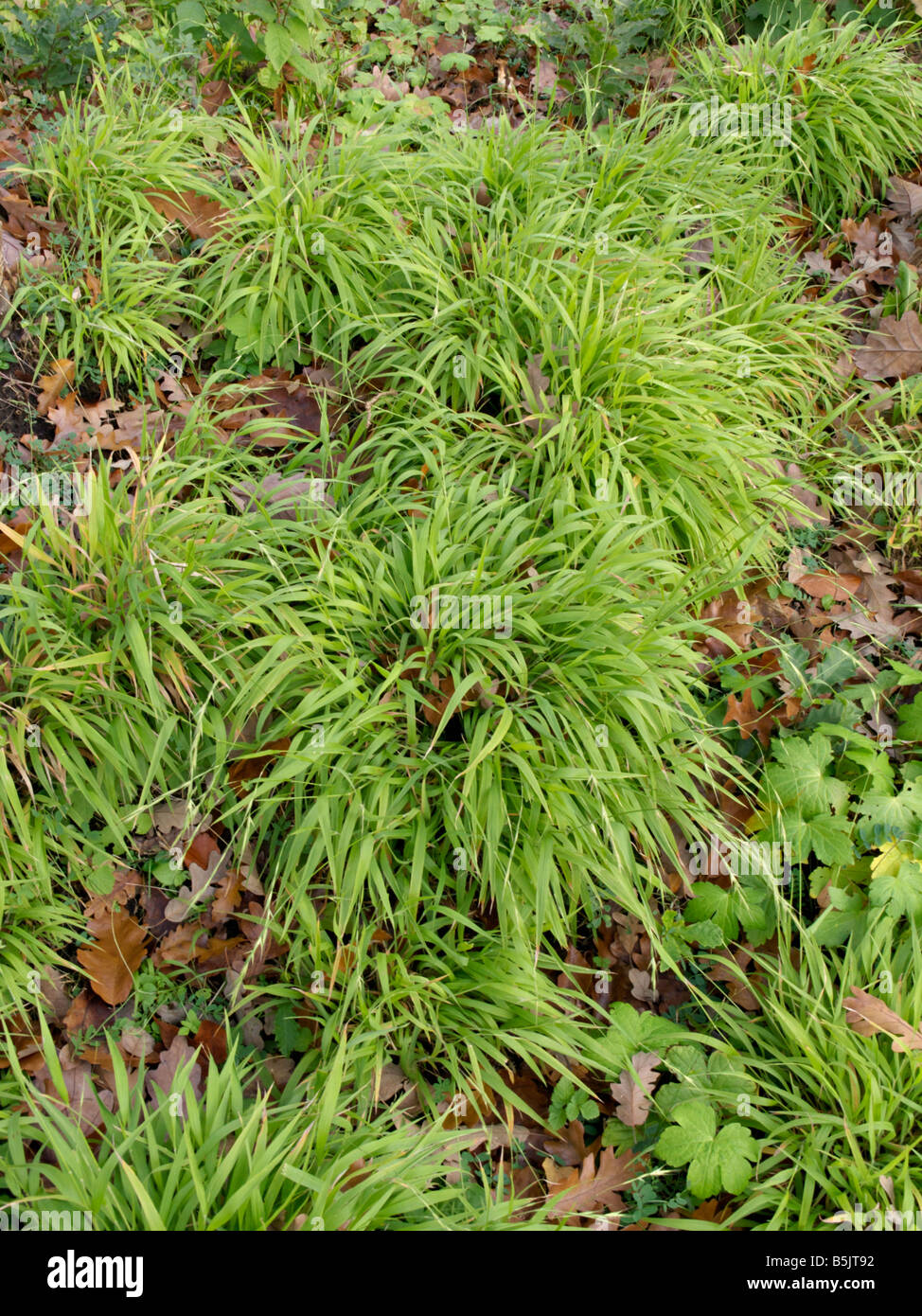 Großen Wald Rush (luzula sylvatica) Stockfoto