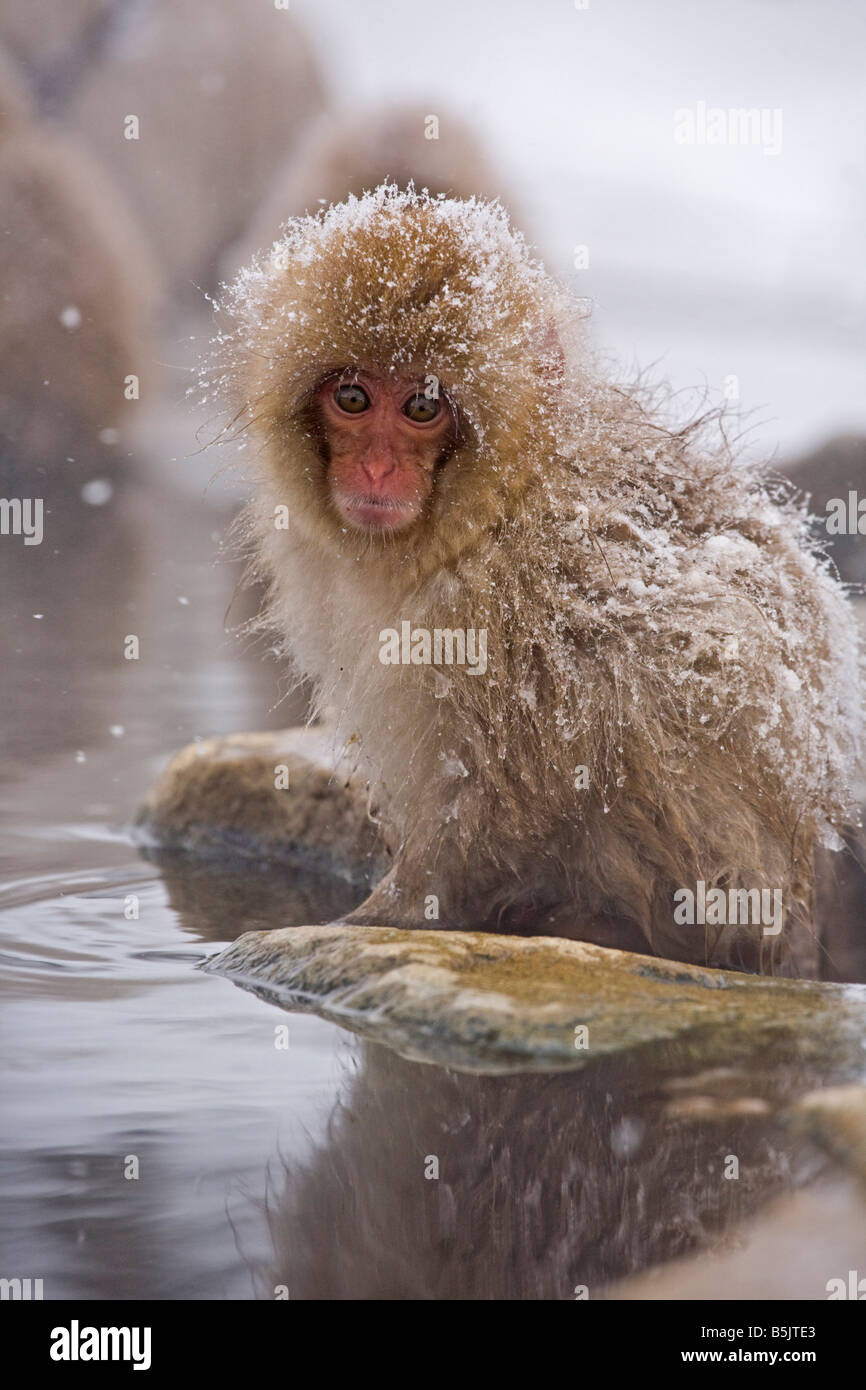 Snow Monkey im Affenpark Jigokudani National Nagano Japan Stockfoto