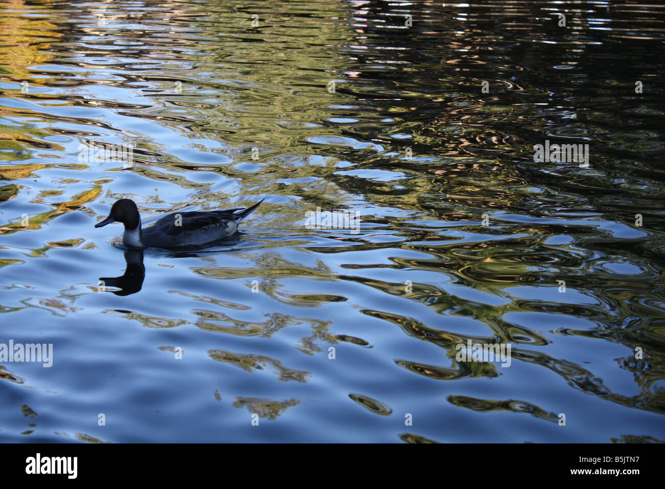 USA, die über eine Spiegelung Teich Ente eine Ente schwimmt ist der allgemeine Name für eine Reihe von Arten in der Familie der Entenvögel der Vögel Stockfoto