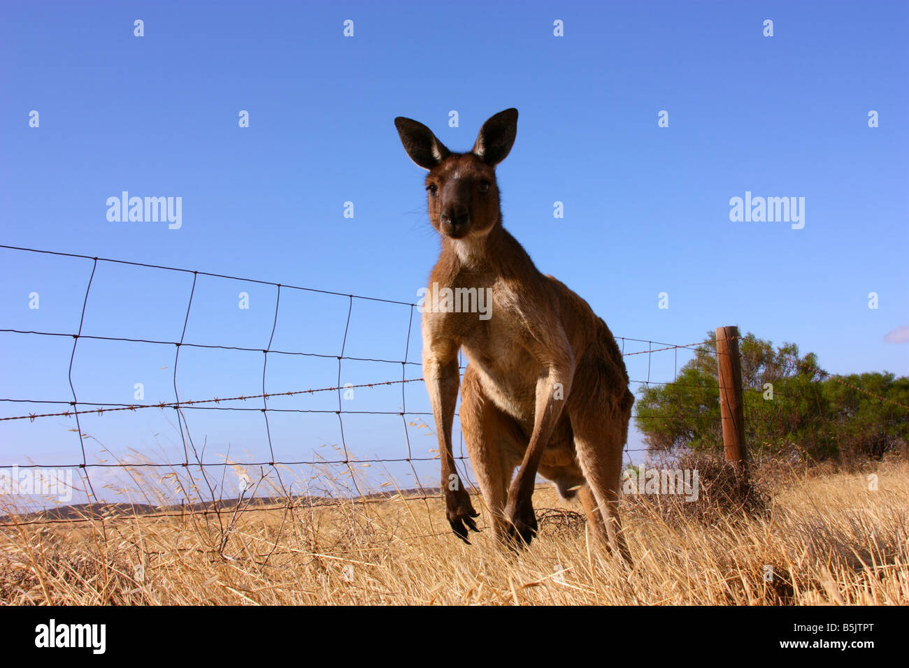 eine neugierige Kangarooon der Eyre-Halbinsel mit hoher Auflösung Fotografie Stockfoto