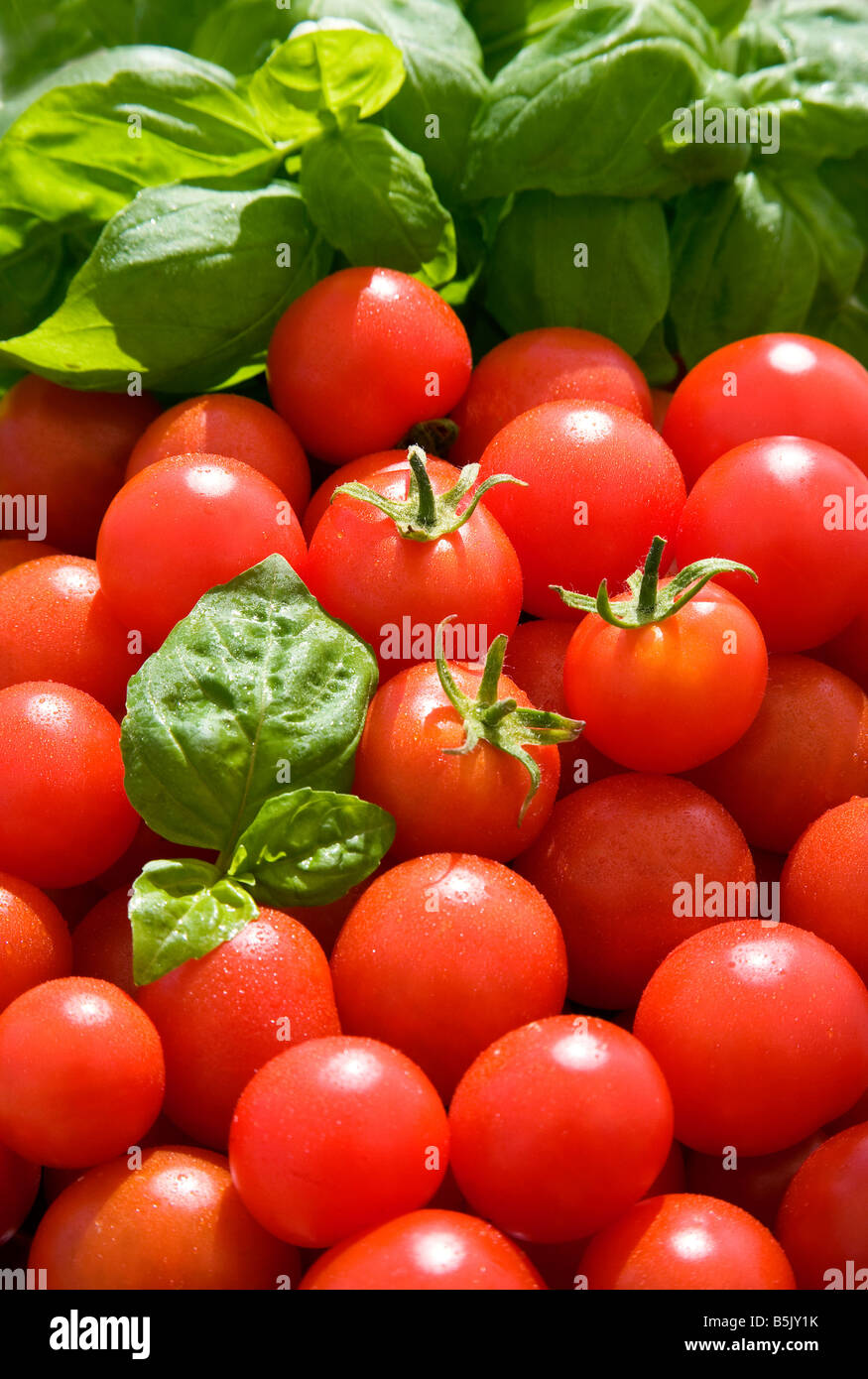 Frisch gepflückt Gärtner Freude Tomaten und Basilikum UK Stockfoto