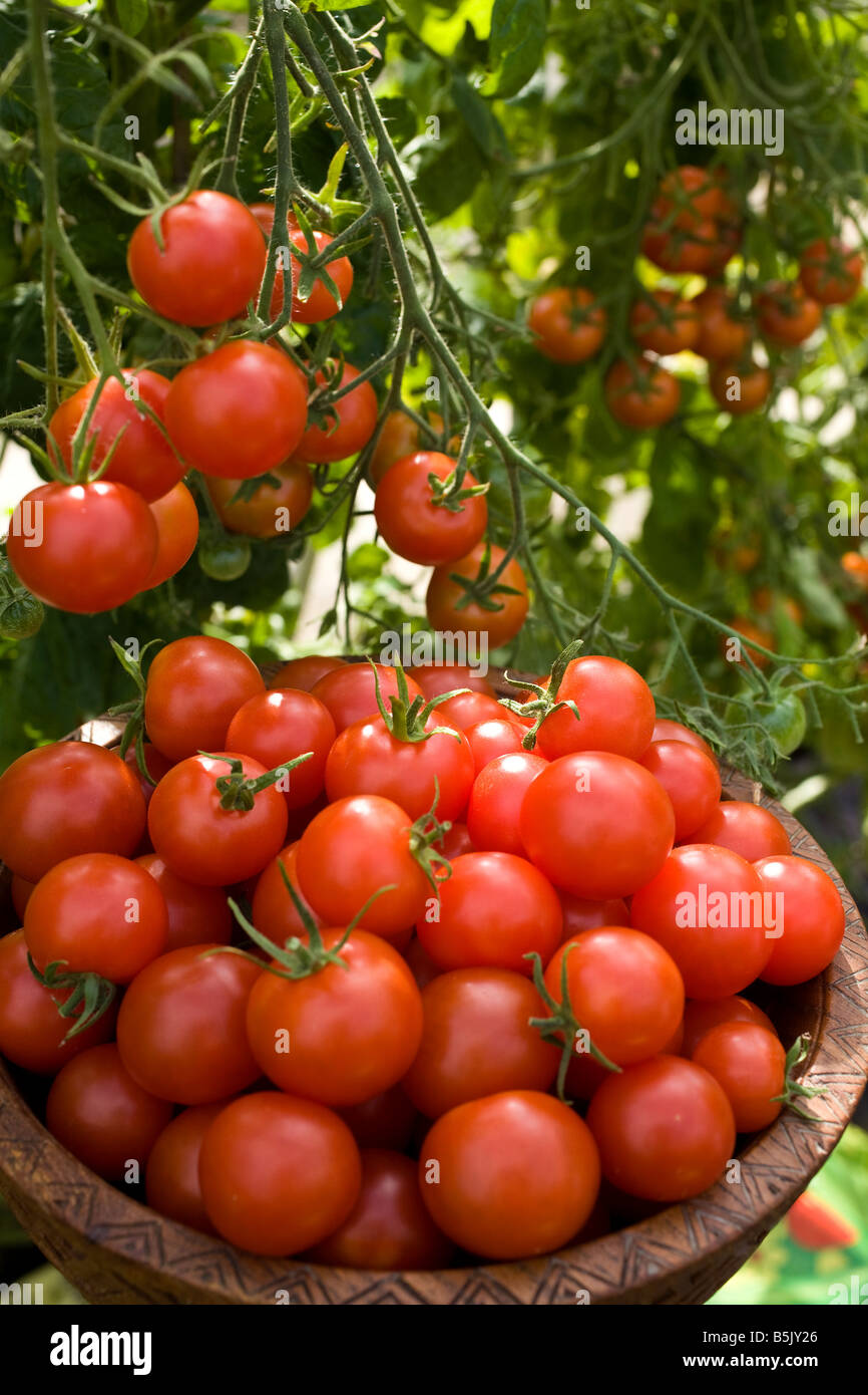 Tomaten, frisch gepflückt und an den Rebstöcken UK Stockfoto