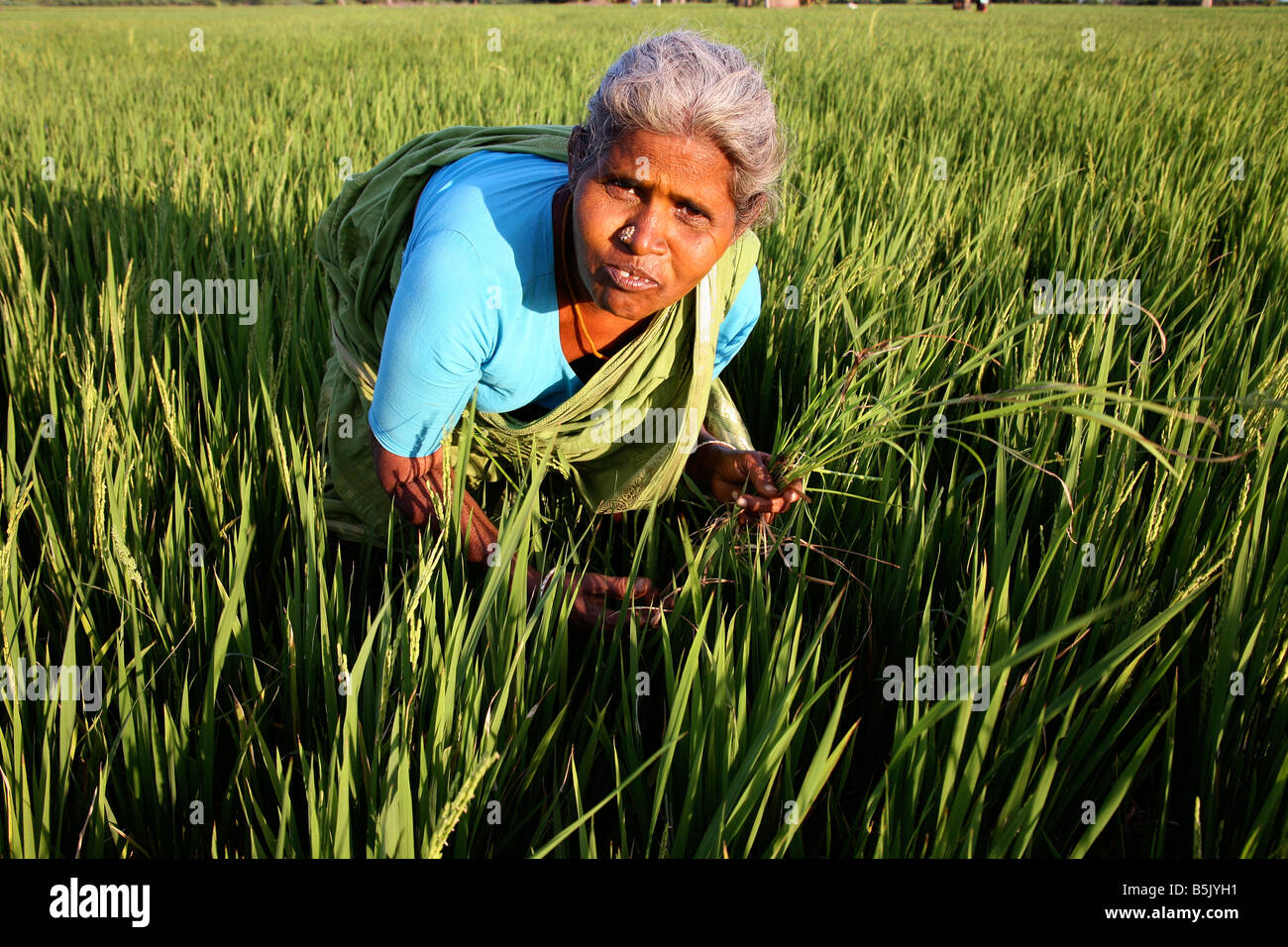 Saroja ein Reisbauer Prüfung Gerte aus entsalztem Land nach dem Tsunami nun fruchtbare wieder Indien Stockfoto