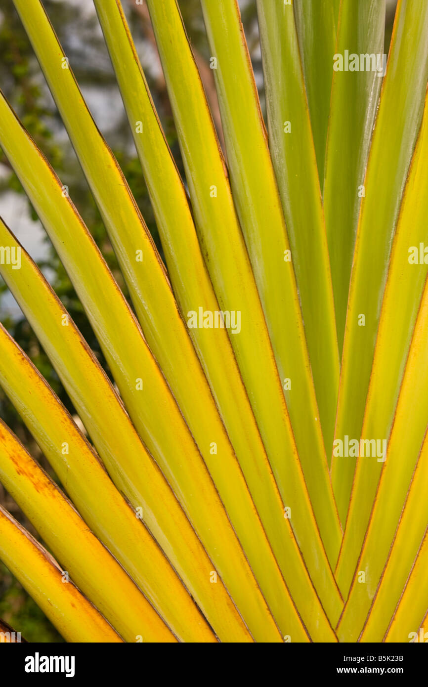 CAYE CAULKER BELIZE Detail Fan Palmwedel Baum. Stockfoto