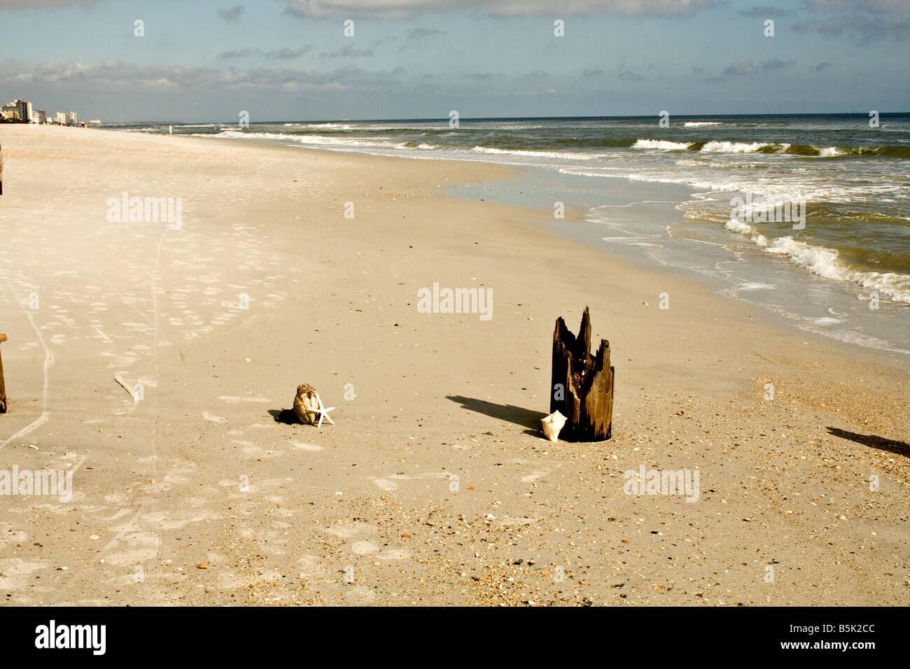 Seestern stützte sich auf eine Kokosnuss von verfallenden hölzernen Pfählen am Strand in Jacksonville Beach, Florida Stockfoto