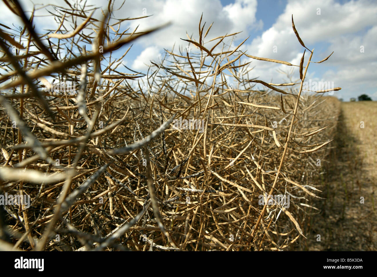 Horizontale Landschaft Szene von einer Ernte von Rapsöl reif für die Ernte möglicherweise abgeschlossen werden unterbrochen durch Regen eine cr Stockfoto