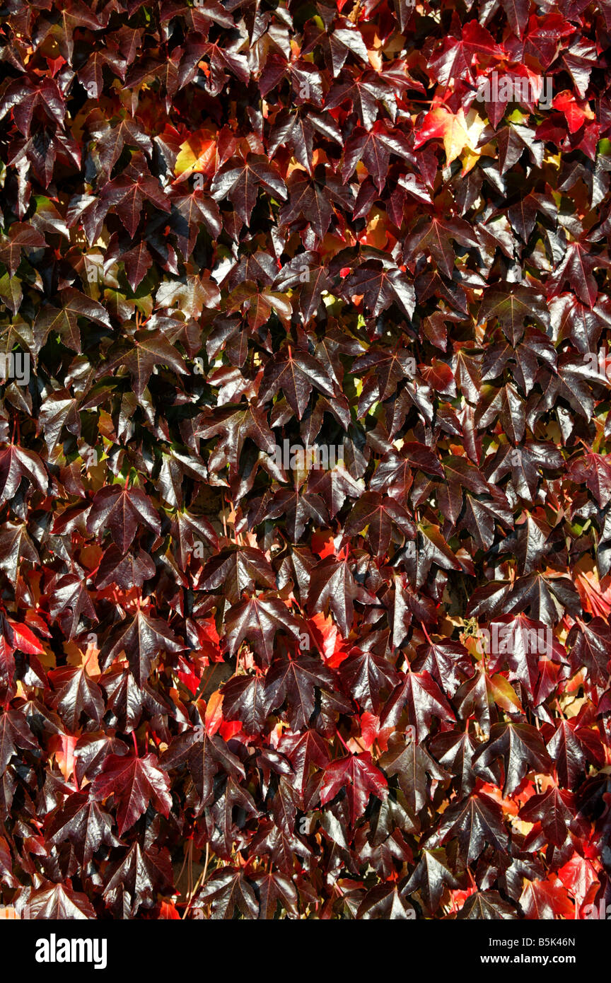 Eine Wand der rote Blätter im Herbst, möglicherweise Boston Efeu Stockfoto