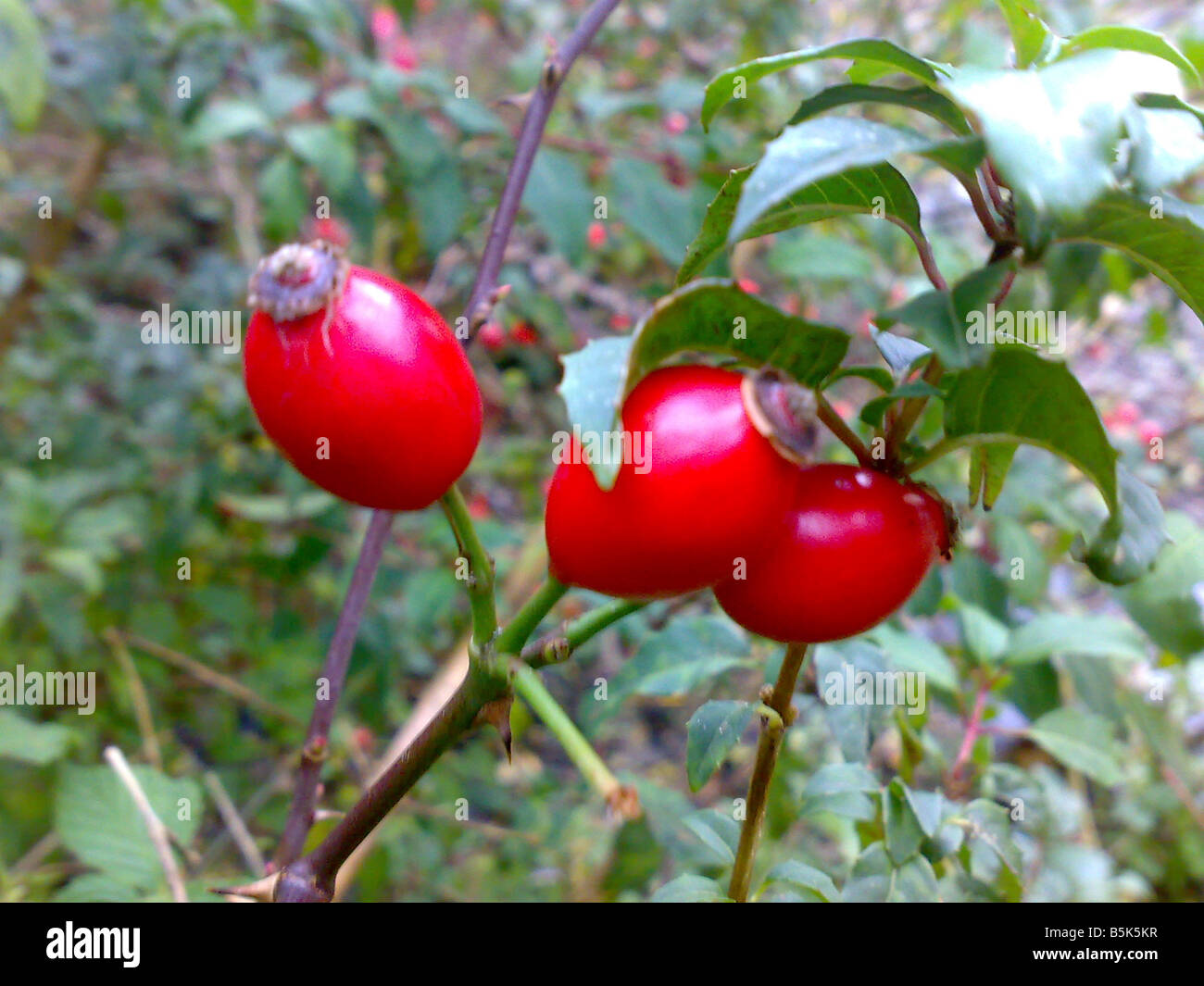 Garten im Herbst rote Hagebutten Beeren Pflanze rustikale Sirup Medizin Husten süßen Saft wachsen Früchte Blätter, die wilden Birnen zu beheben Stockfoto