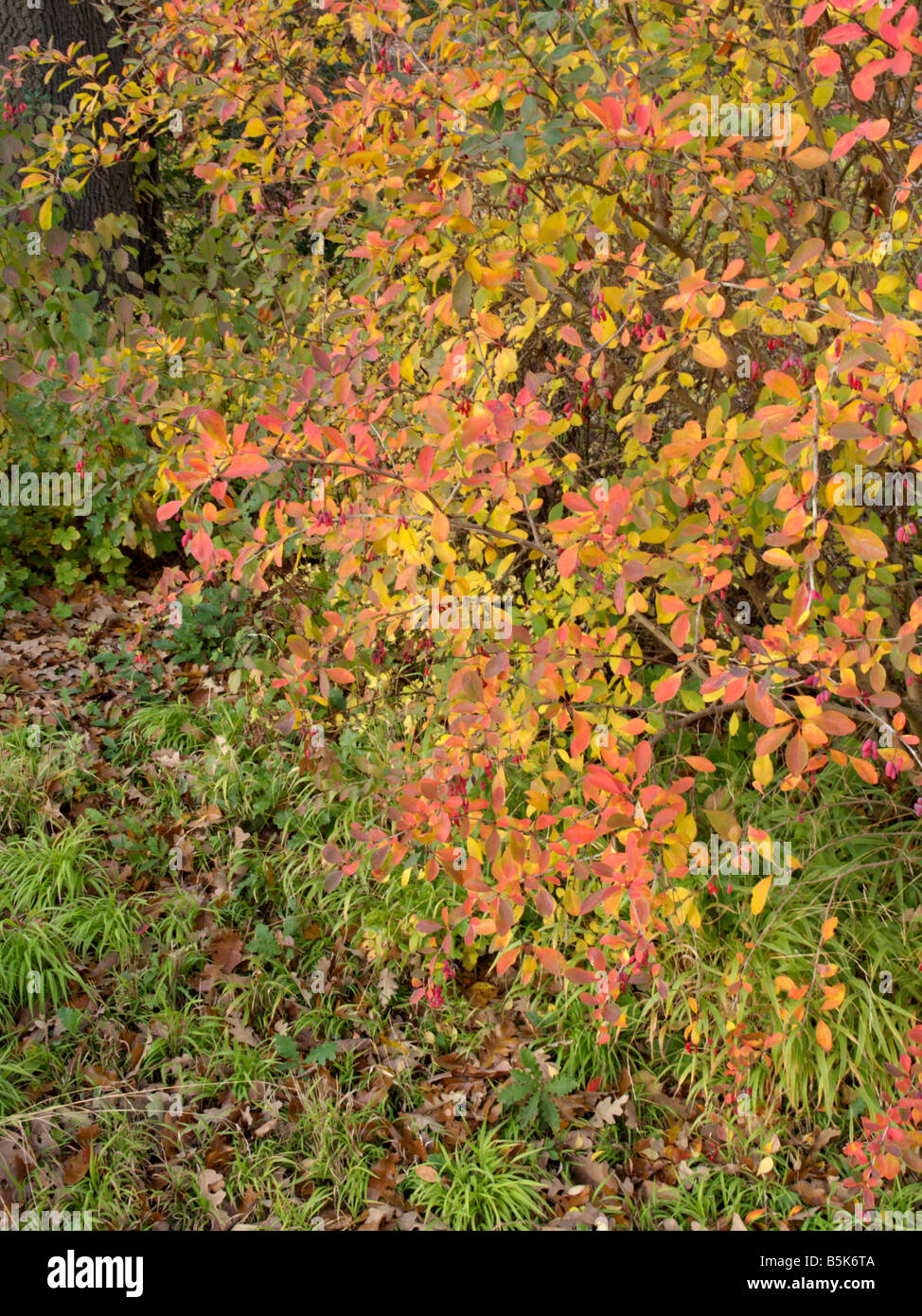 Gemeinsame Berberitze (Berberis vulgaris) Stockfoto