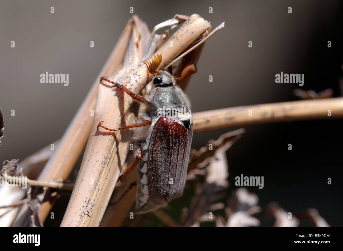Maikäfer Käfer Stockfoto