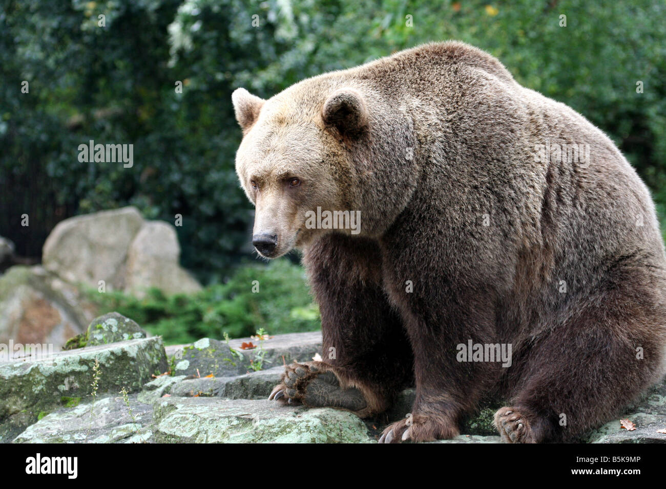 Einzelne Braunbär saß auf Felsen, Alberta, Kanada. Stockfoto