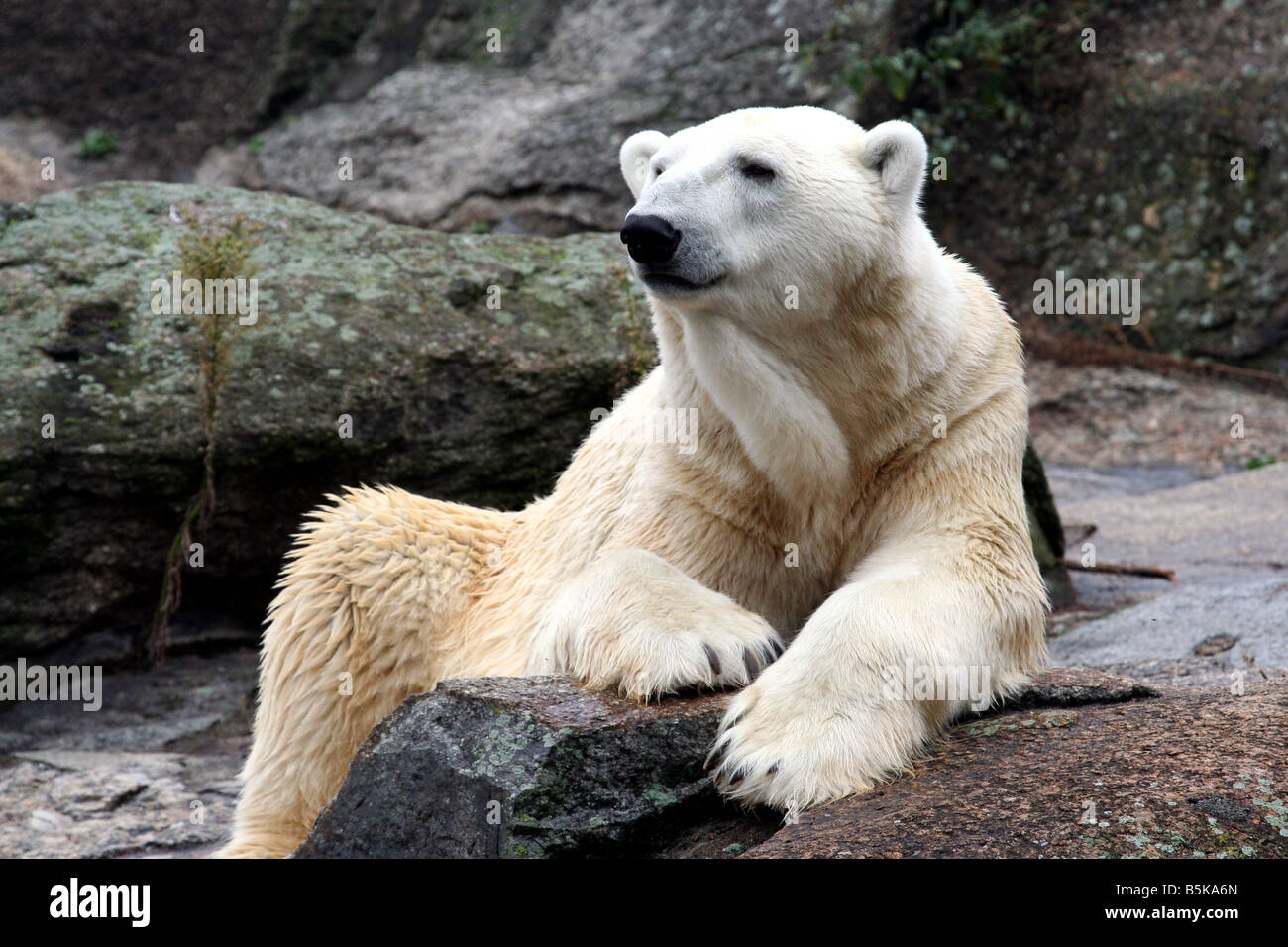 Nahaufnahme von arktischen Eisbären saß auf Felsen Stockfoto