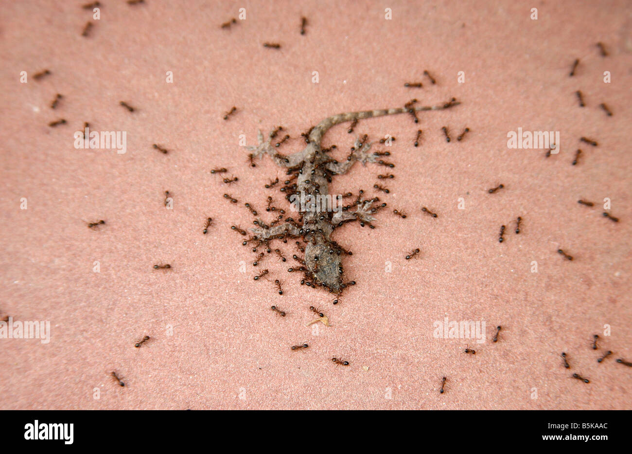 Ameisen laben sich an junge Gecko Delhi Indien Stockfoto