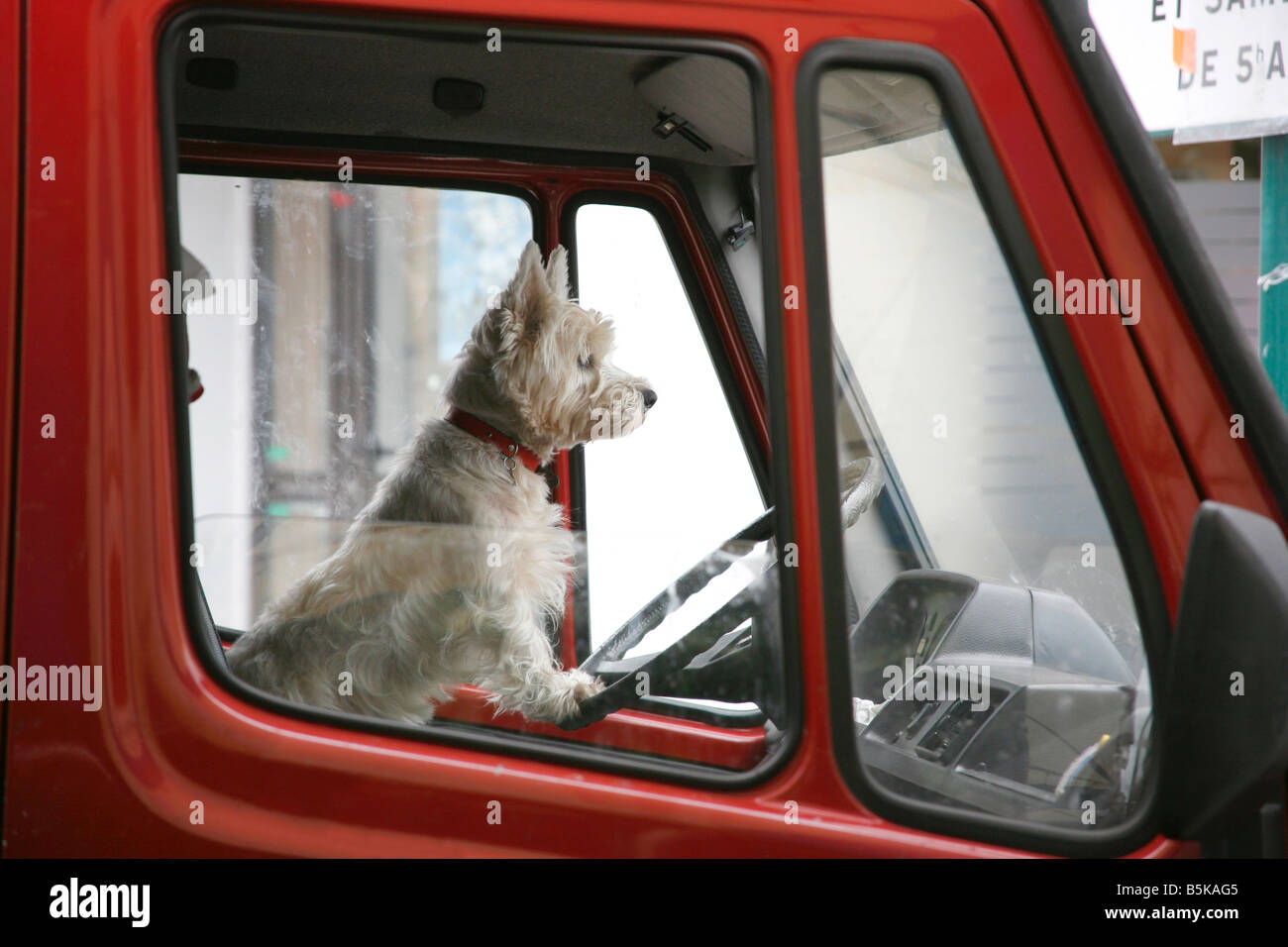 Weiße Terrier am Steuer eines roten LKW Stockfoto