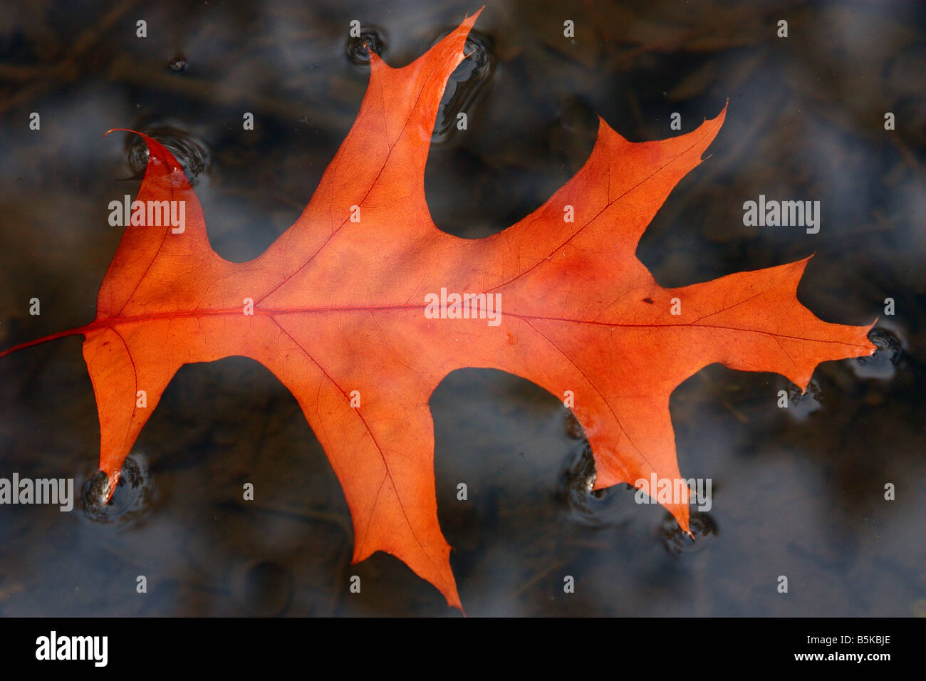 Roten Pin Oak Leaf schwimmt auf dem Wasser gefallen. Quercus Palustris. Stockfoto