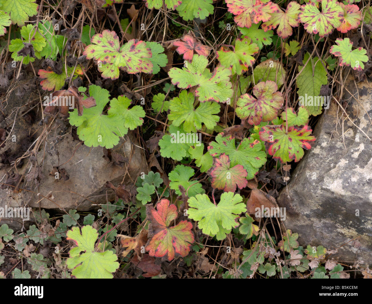 (Geranium platypetalum cranesbill) Stockfoto